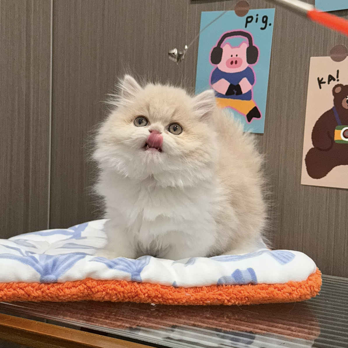 米鲁特乳白矮脚链接不支持无理由退货退款否则扣除20%定金