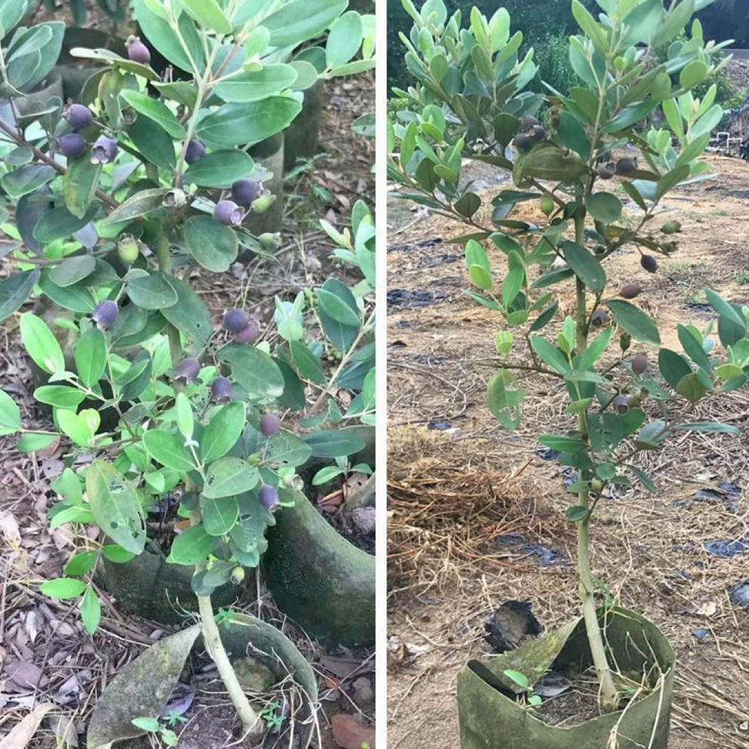 直播间一物一拍，稔子树山稔子