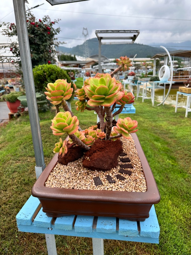 稀有老桩多肉植物组合盆栽带盆土一整套，多肉植物的新玩法。