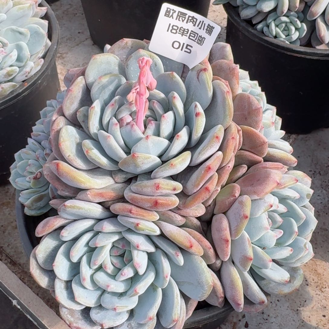 欣*多肉植物石榴籽群015