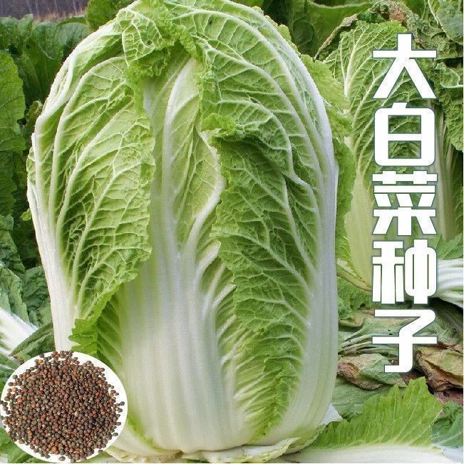 【全店满5包包邮】冬储王大白菜种子包心正宗早熟大白菜秋冬季种子