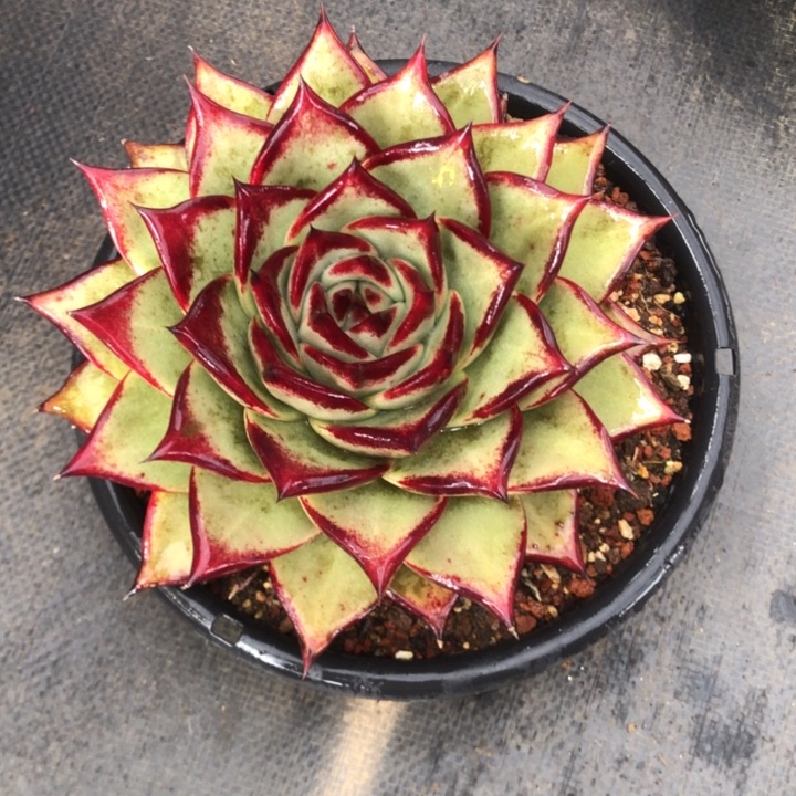 20公分宽三角黄皮福利0000000000001