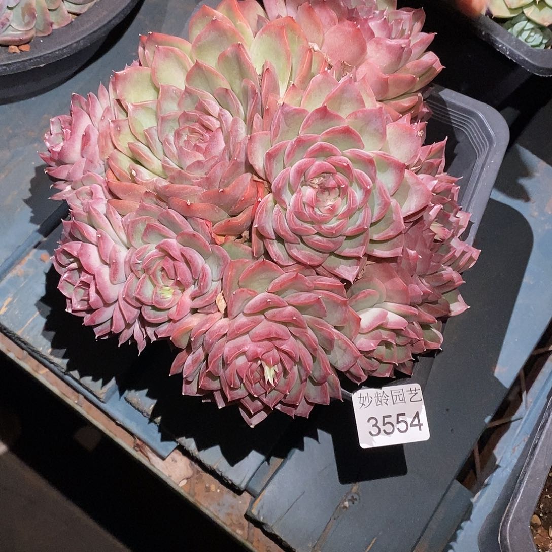 白***天3554散群掉头不售后～18厘米