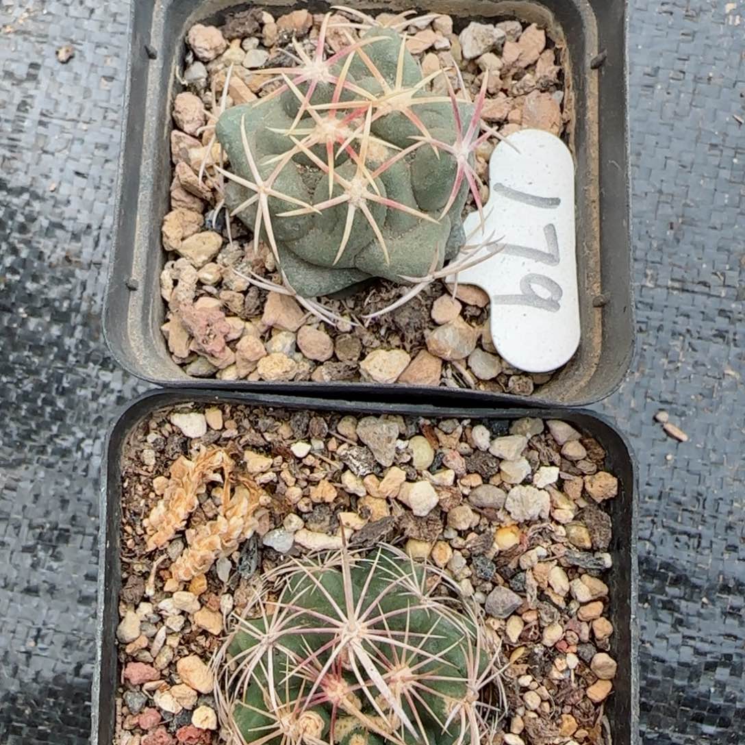 实生大红鹰+实生多彩大统领