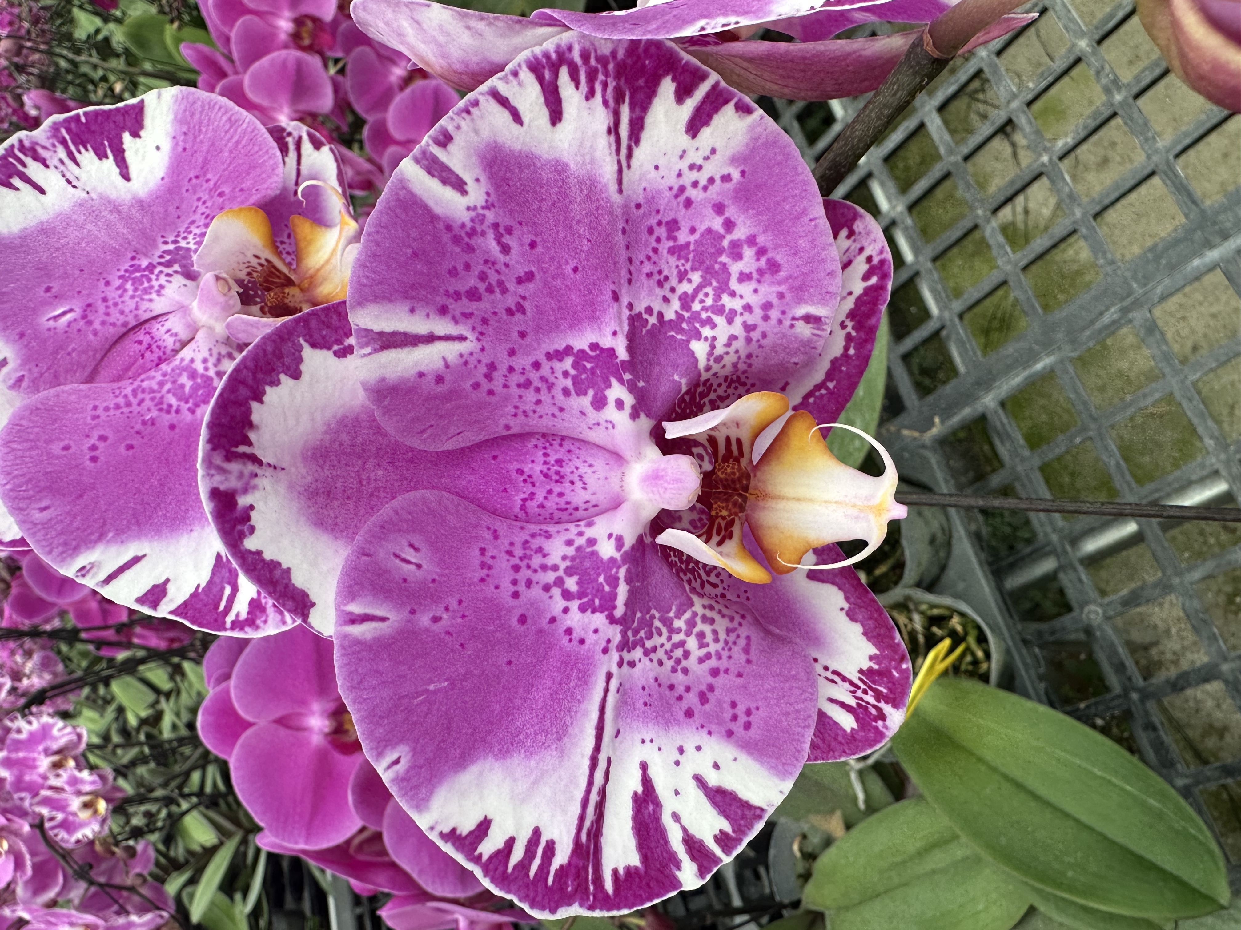 兰屿 LYSLAND【藏宝图 3.5寸】蝴蝶兰鲜花盆栽