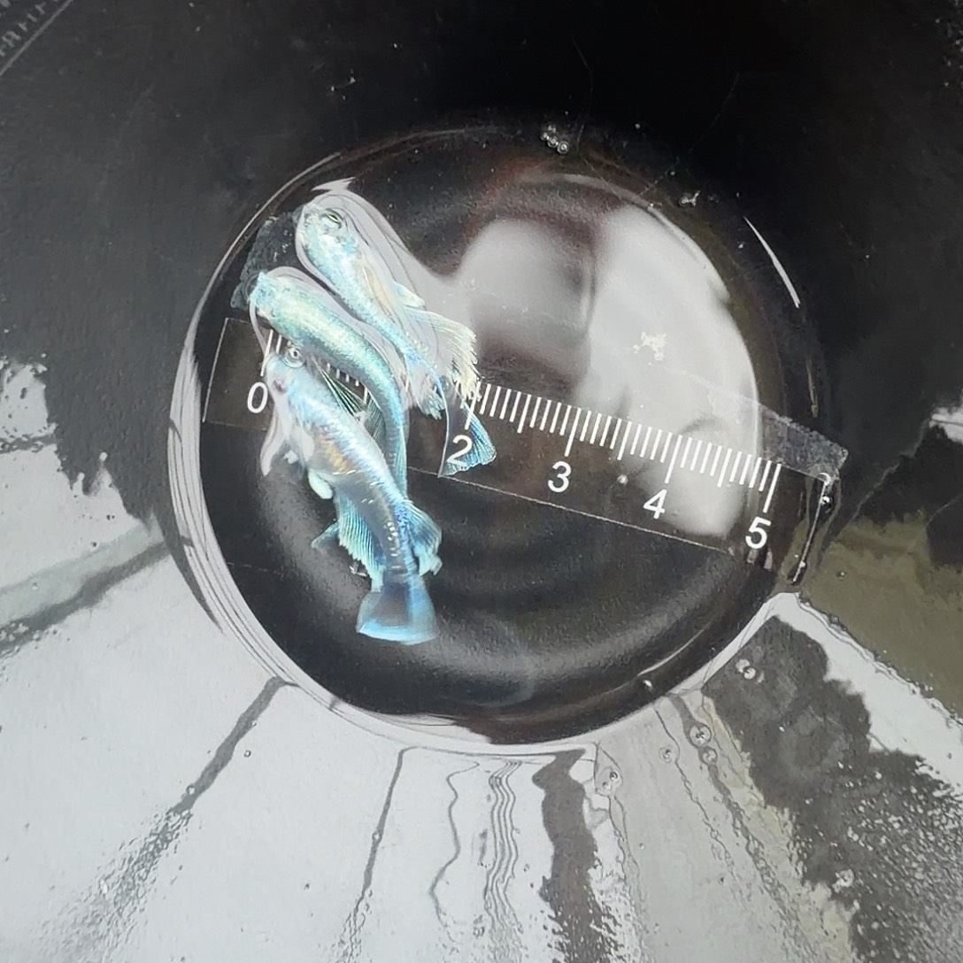 青鳉鱼观背青鳉35