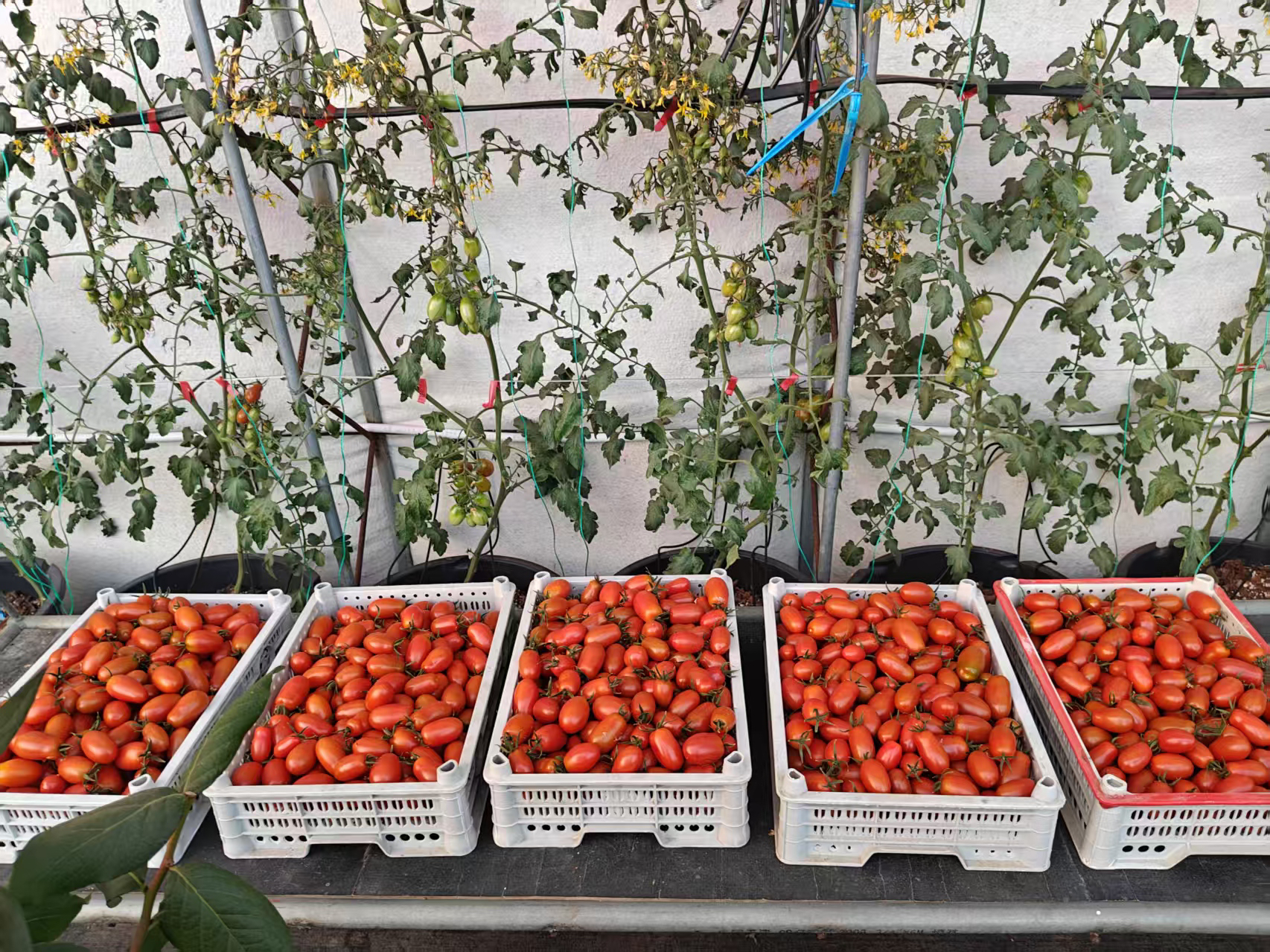 丹东409小柿子碱地花生小番茄新鲜即食非千玺圣女果嘎嘎好吃