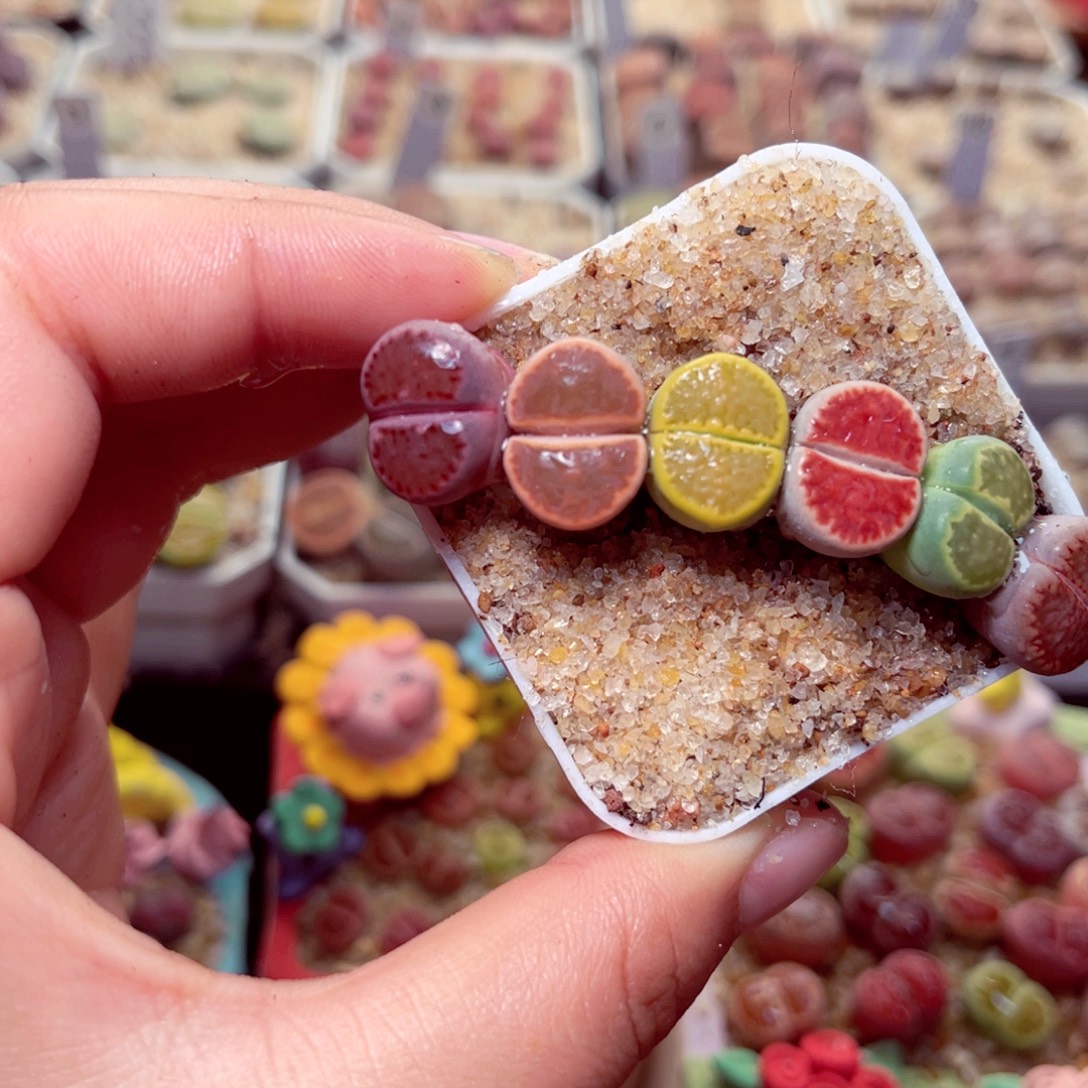 311号带盆包邮发货