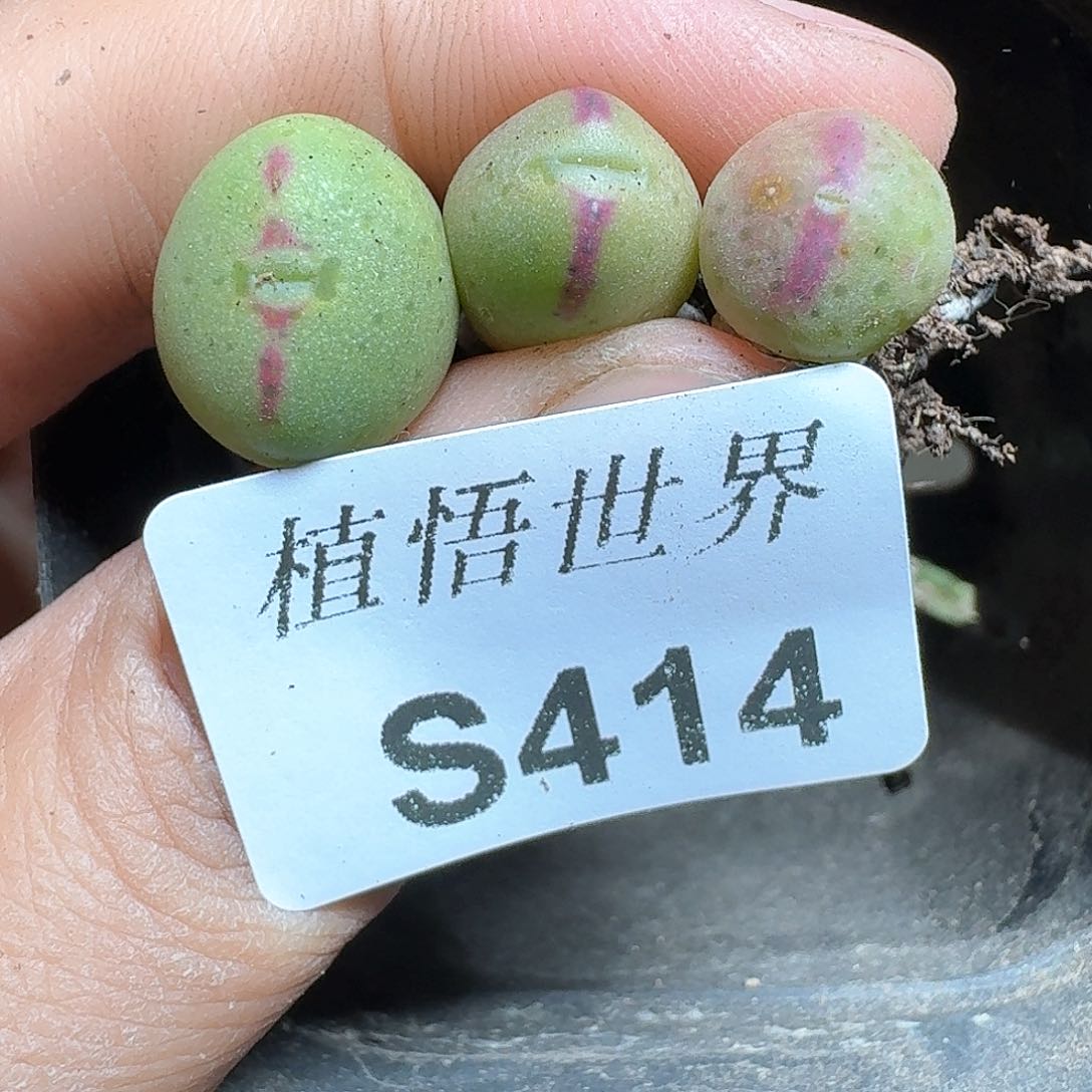 414号多肉植物哇g