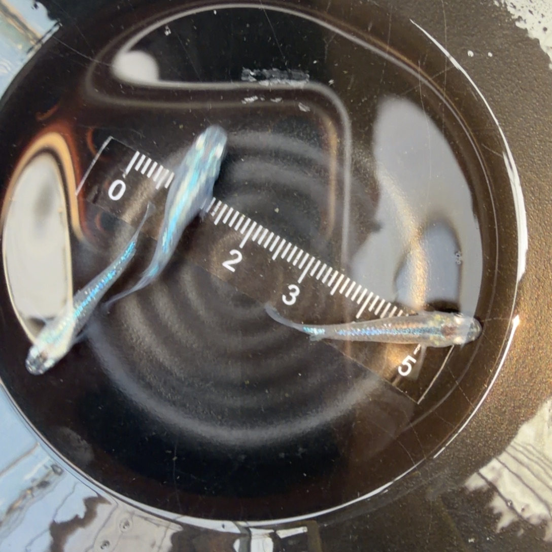 青鳉鱼观背青鳉02