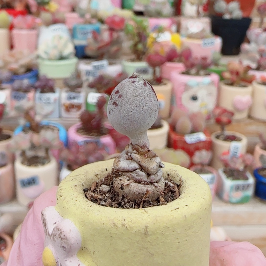 T可爱粉海豹盆口2cm