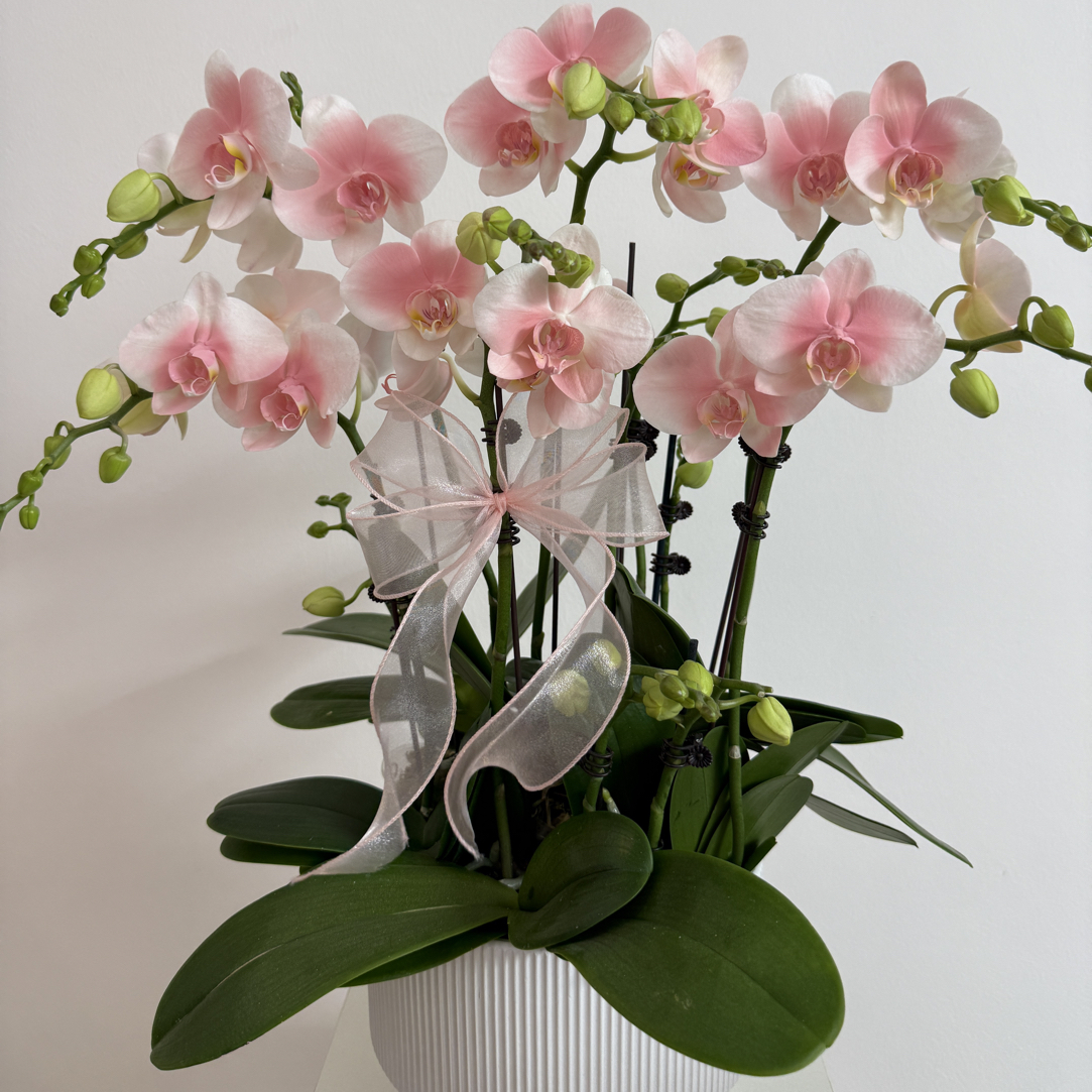 蝴蝶兰《罗曼蒂克》欧品粉色系室内盆栽优质进口植物晕染工艺蝴蝶兰
