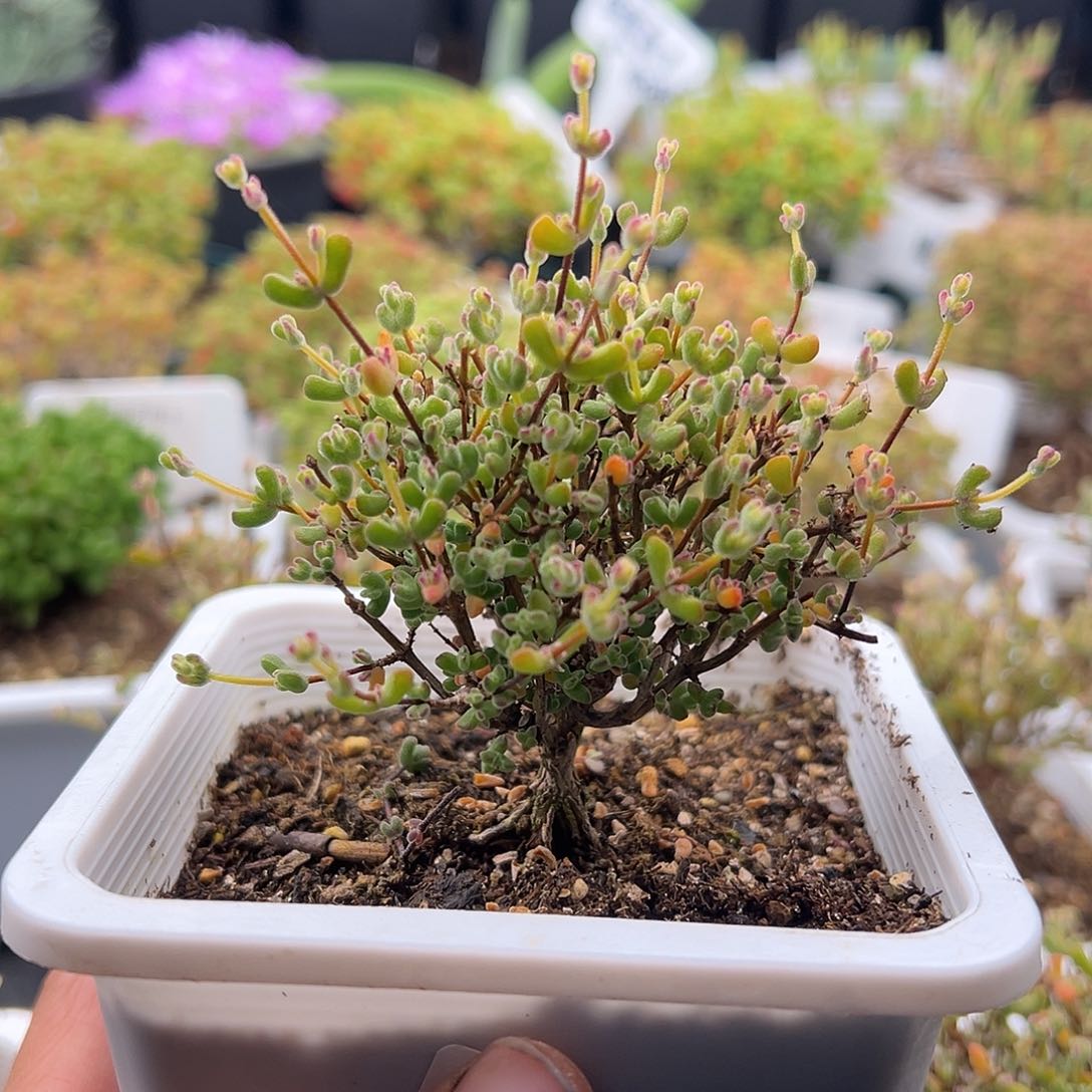 豆*儿26号月曲老桩12.27多肉