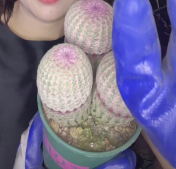 二妹园艺【 三头起实生红太阳 实生根】默认脱土随机发货