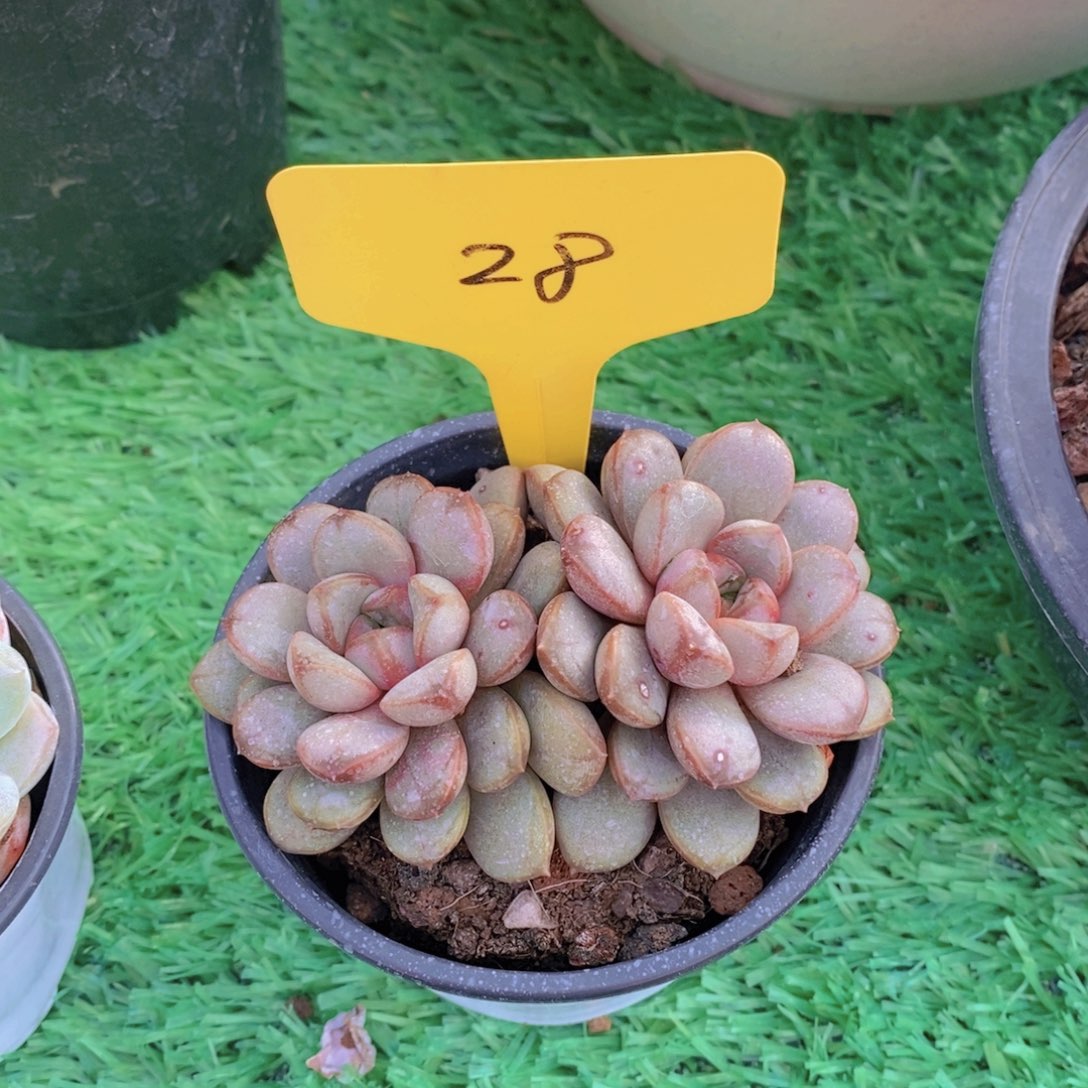 溯开心多肉植物多肉