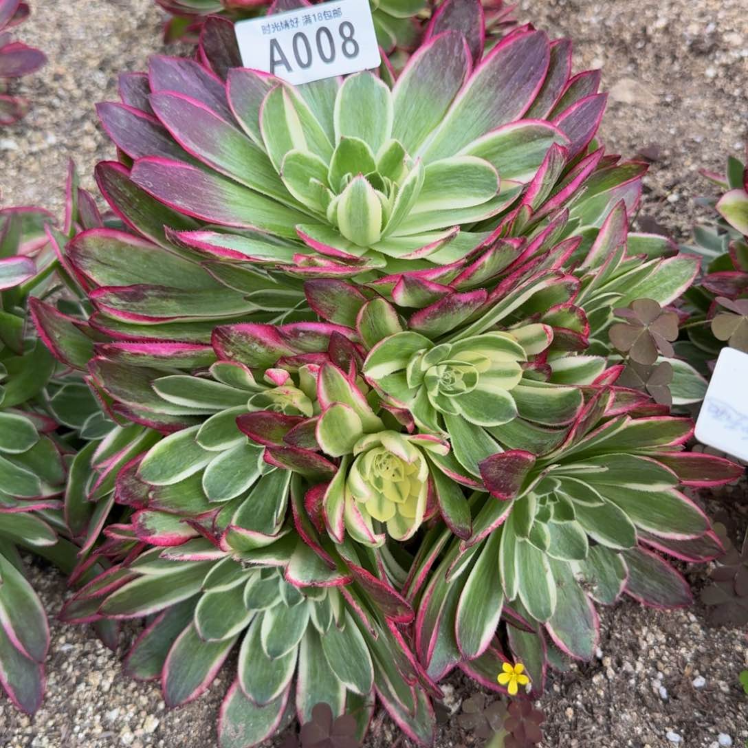 008海王。多肉植物