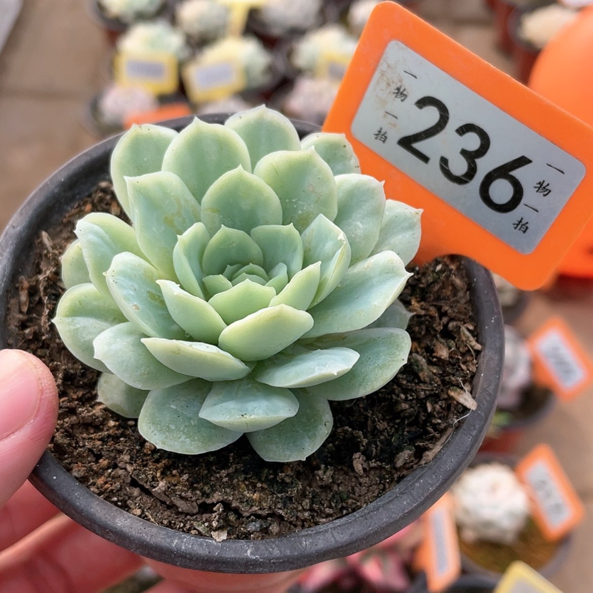 【闪购商品】236号