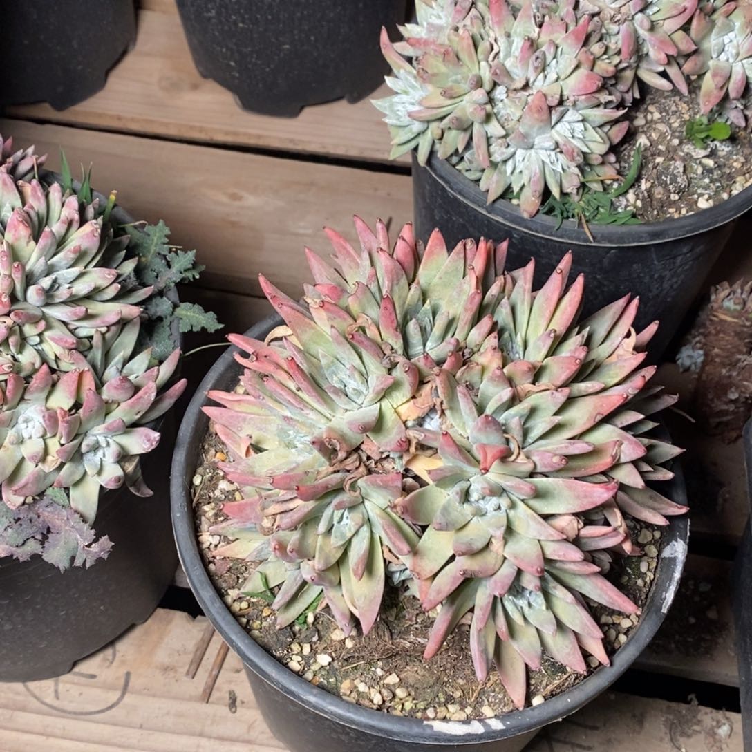 2051哈哈哈哈哈哈哈哈哈哈