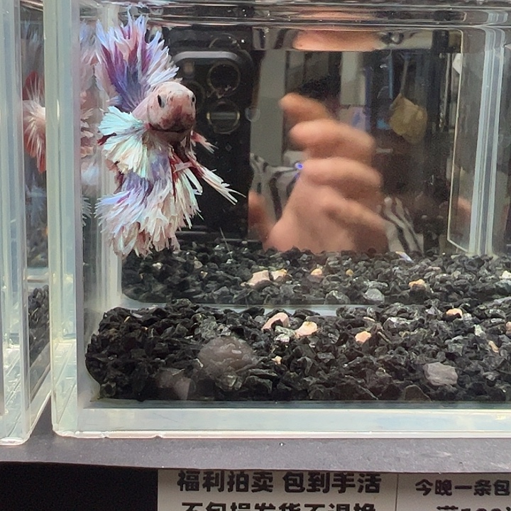 斗鱼跑单拉黑11日10