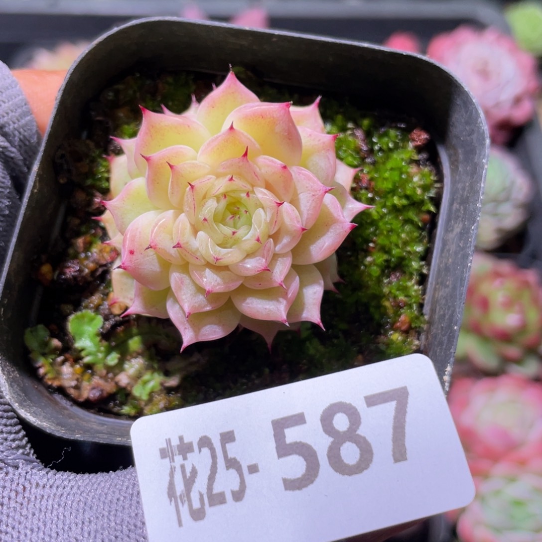 花利美25-587麦秆