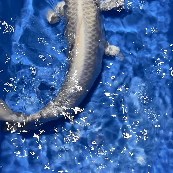 海水鱼赤目芒果白金