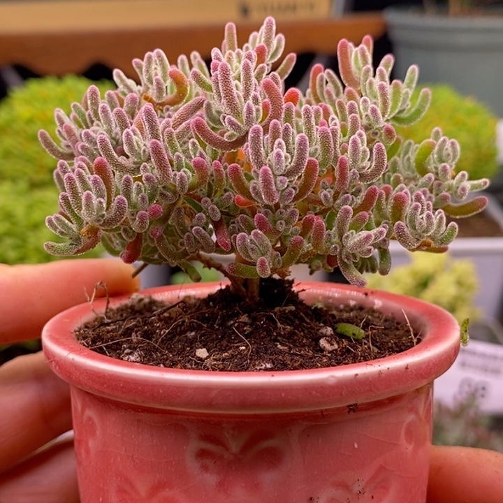 龙***风无花朵145冰晶➕运费。  