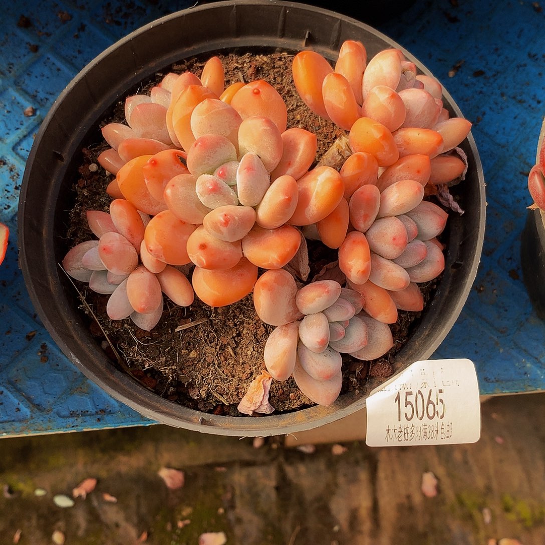 石***姐    香水多肉15065