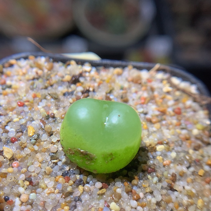 精品生石花37.426