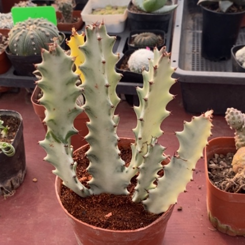 白龙骨群10仙人球