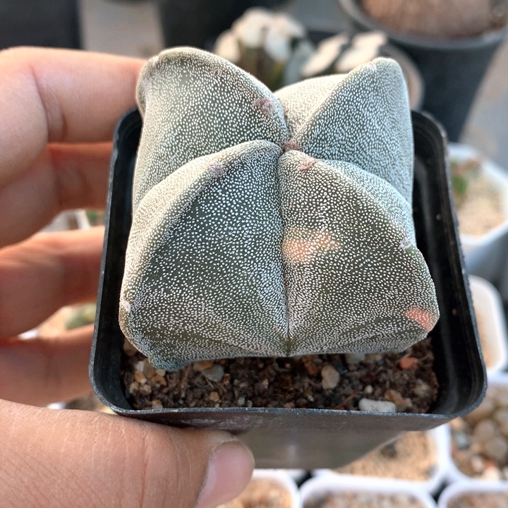 银沙鸾凤玉錦非常非常好看