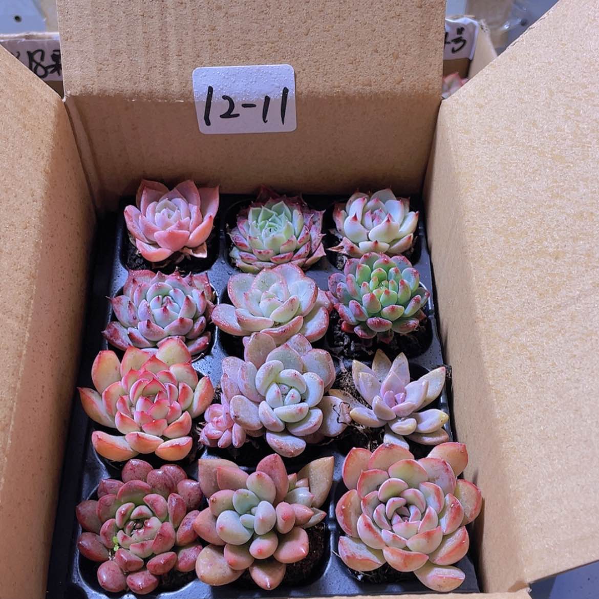【闪购商品】12颗-11