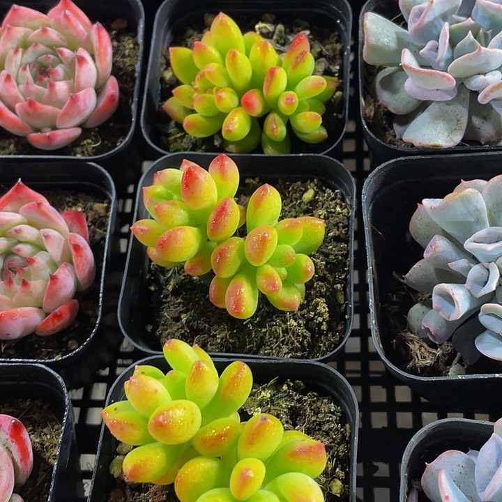 双头春萌带盆土发货