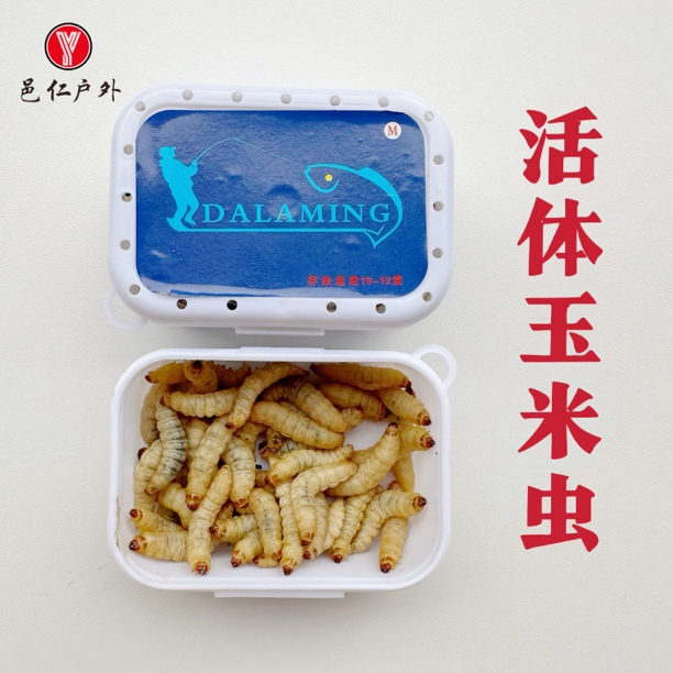 邑仁户外钓鱼鲜活玉米虫葡萄蜜虫钓鲫鱼鲤鱼喂蜜袋鼯鸟龟活虫饵