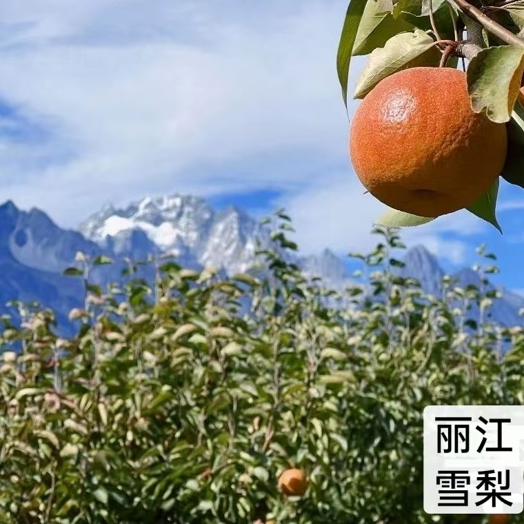 [丽江雪梨干]云南丽江特色雪梨干