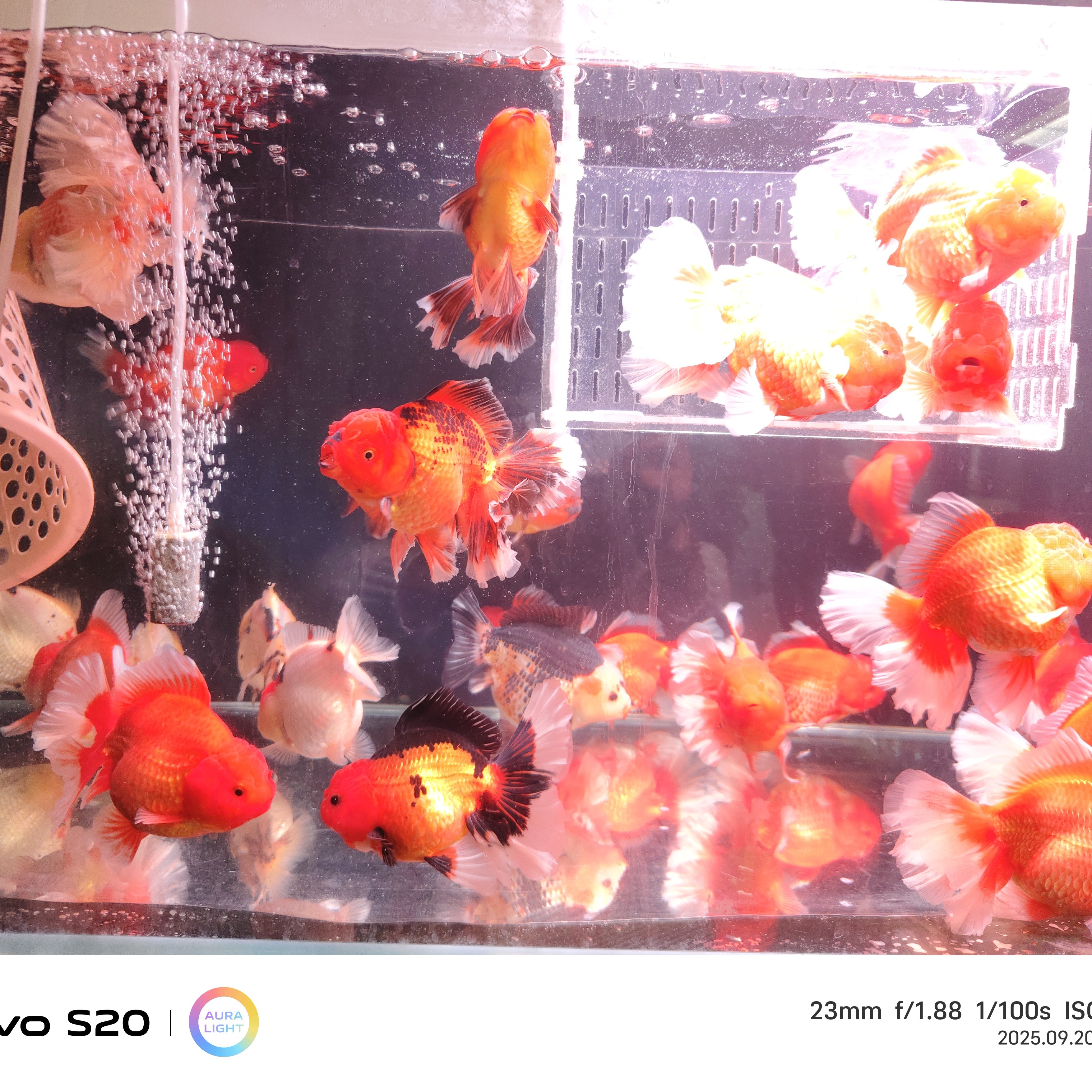 国粹大头泰狮冷水观赏鱼12- 17公分好养耐活