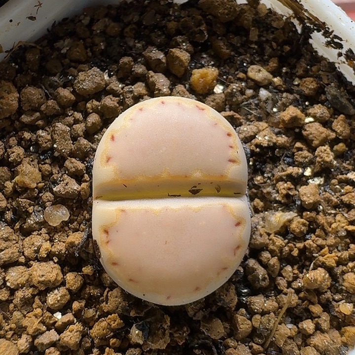 生石花1111111。  饼干。   198