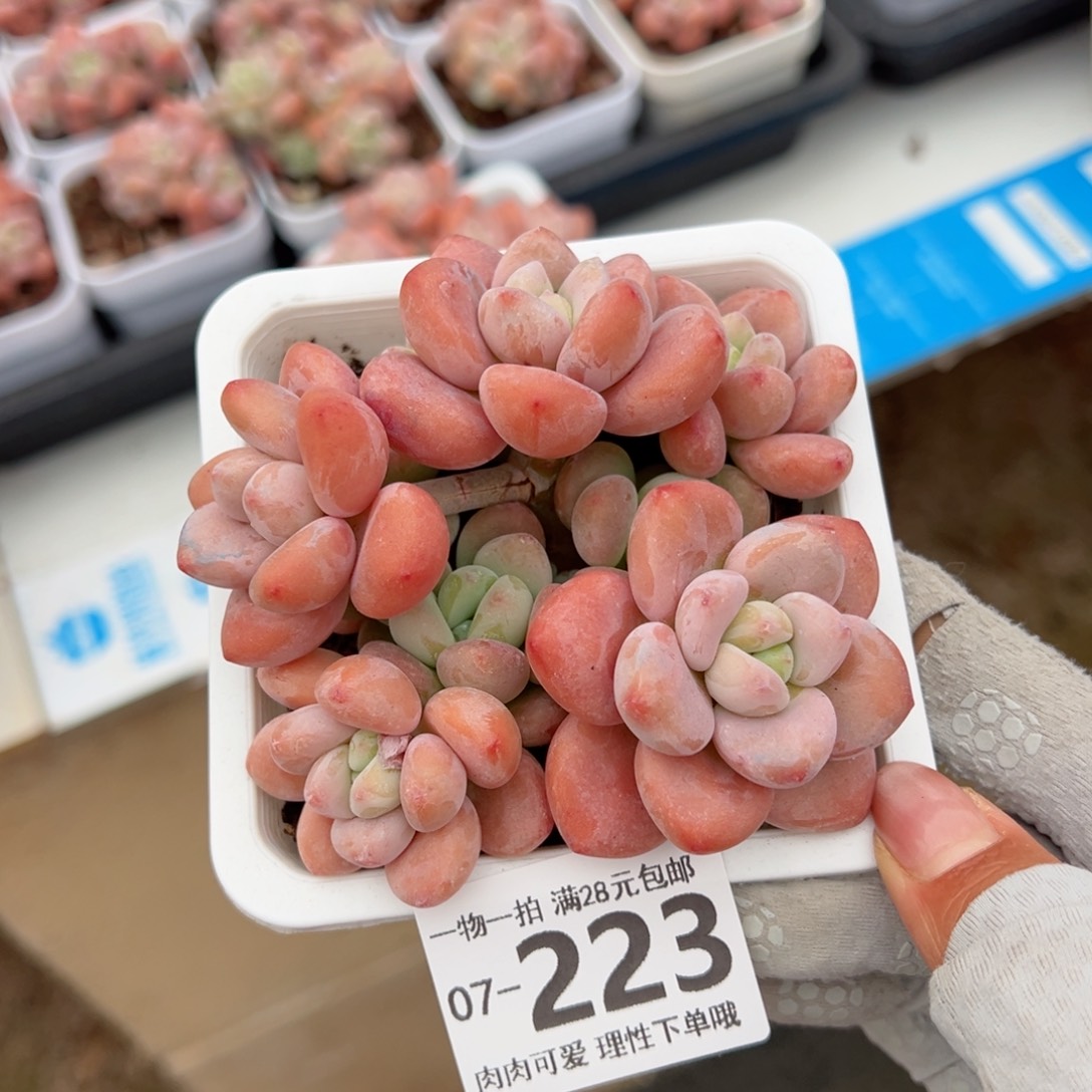 洛神多多肉多肉多肉多肉