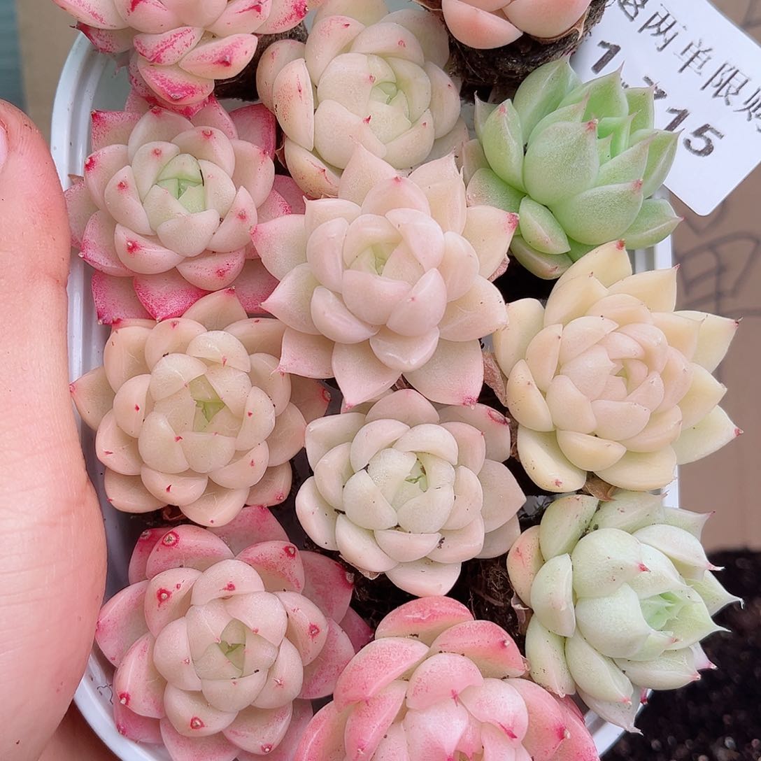 1-715 新疆西藏内蒙不发12.8包邮2-3公分多肉