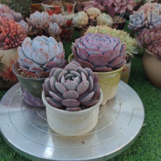 奶盖红恋雪茶多肉组合