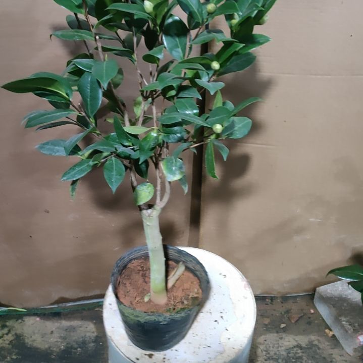 紫琪原盆176原盆