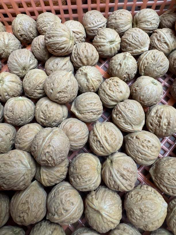 纯野秋子直播间专项链接(非直播期间禁止私自下单)秋子核桃