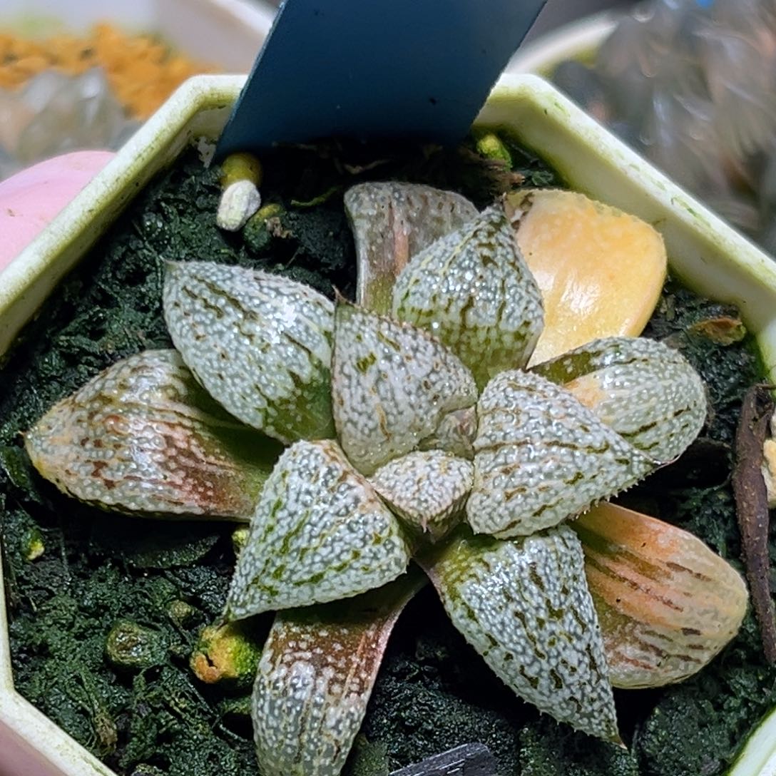 恭喜发财大吉大利0231