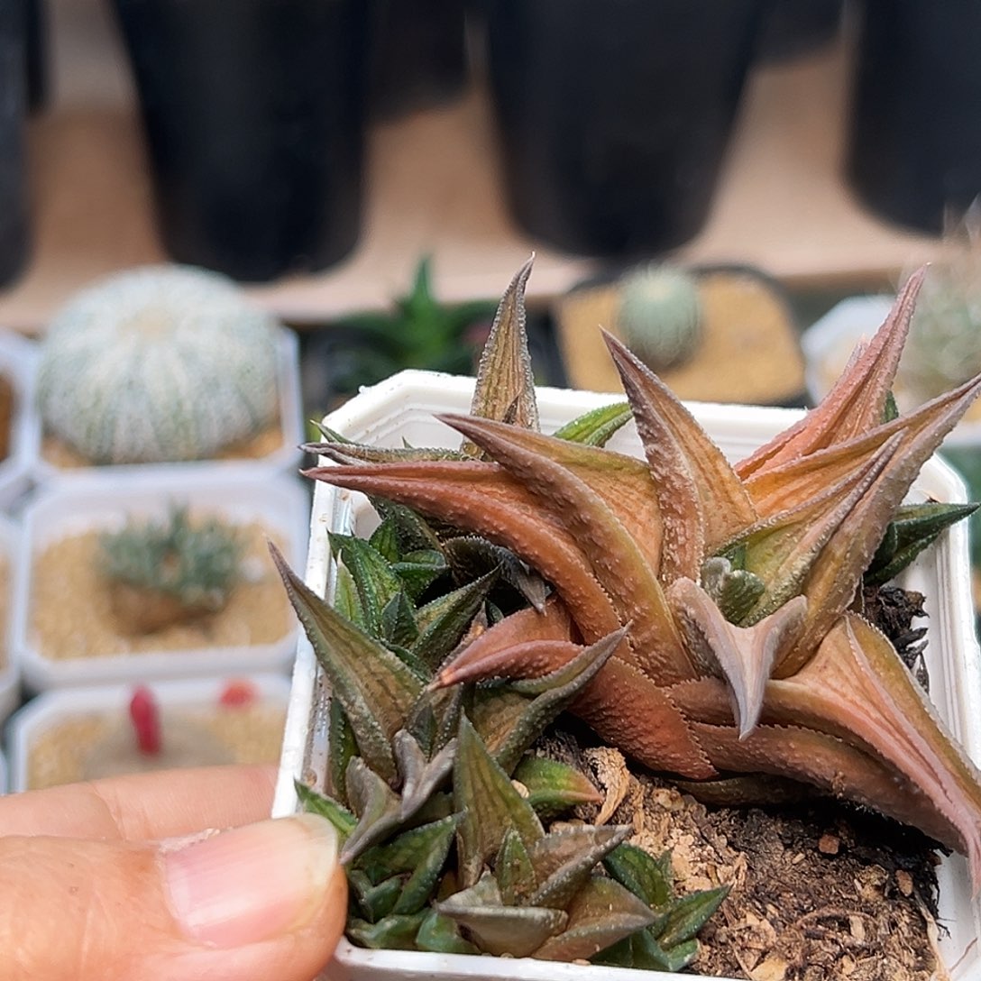 沙丘城硬叶十二卷