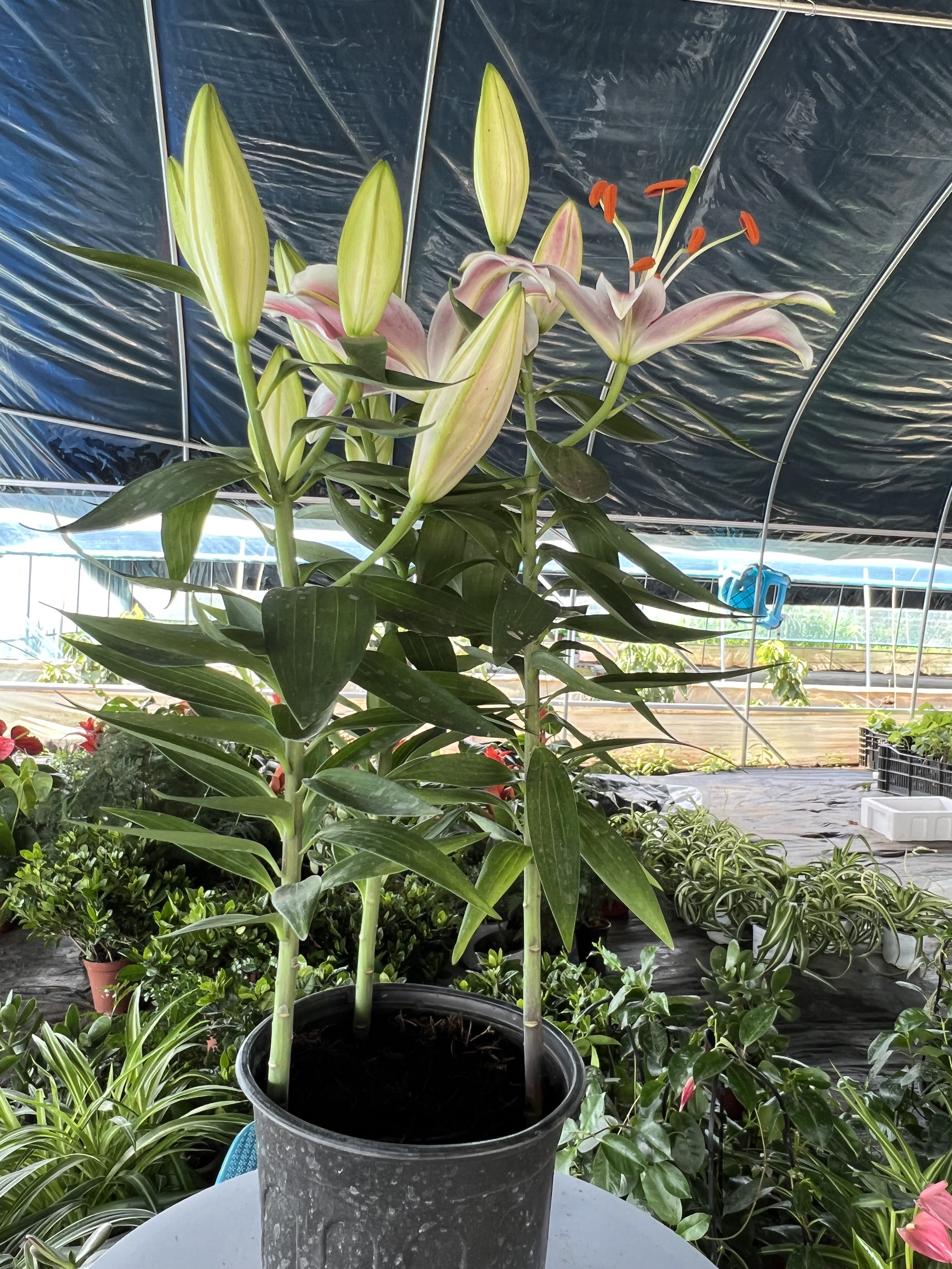 香水百合带花苞盆栽苗室内客厅四季好养植物花卉净化空气绿植阳台