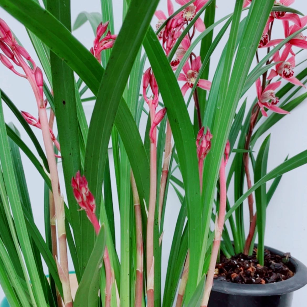 【闪购商品】无花朵清***岗