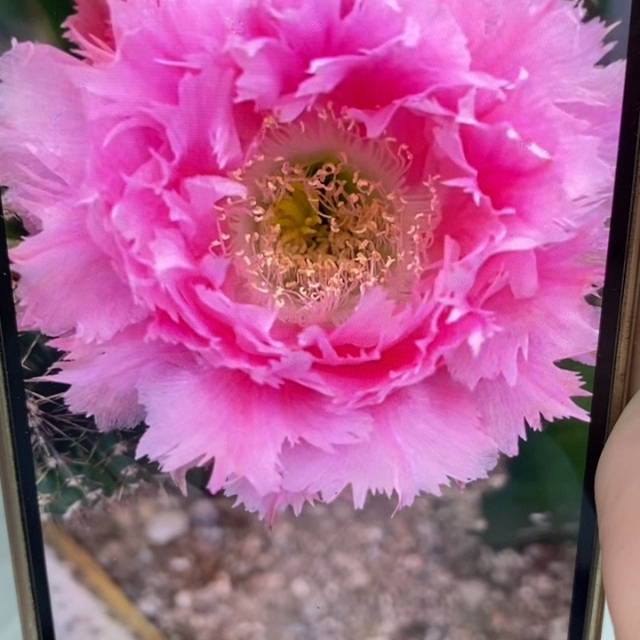 彩草羽毛3号7.5公分左右干皮