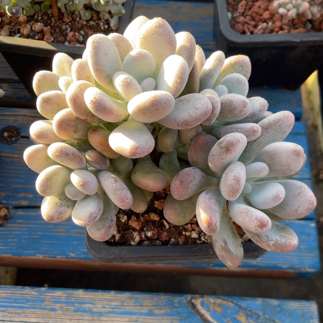 橙雪球群生大小八头