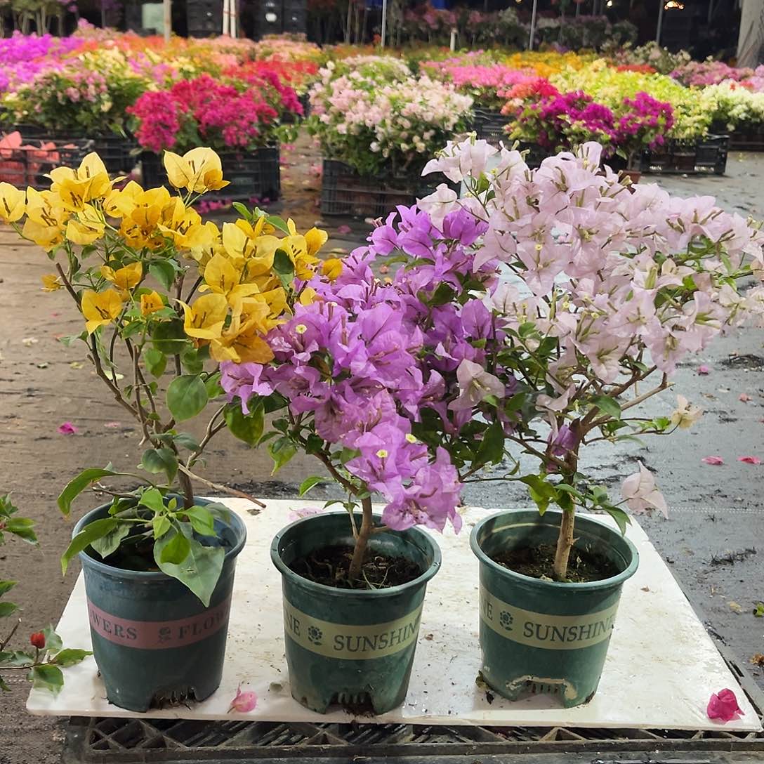 大部分花苞少量开放金色光辉，浅紫，苹果花