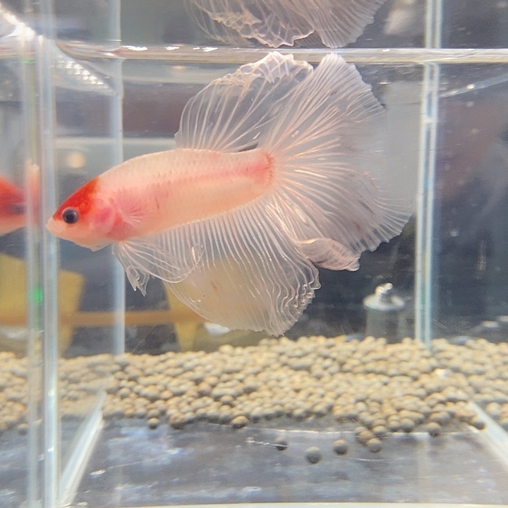 斗鱼黑78号巨否半月