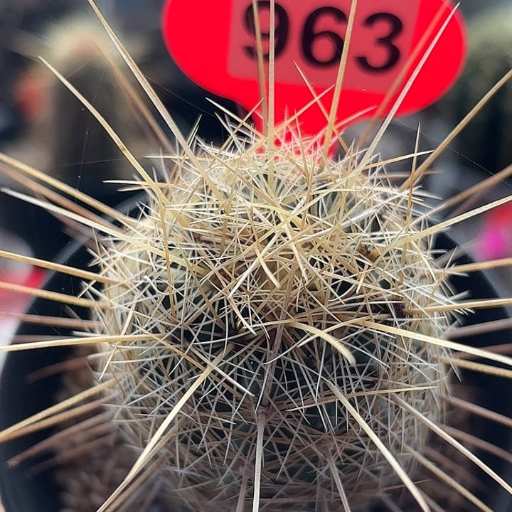 仙人球实生白针玉